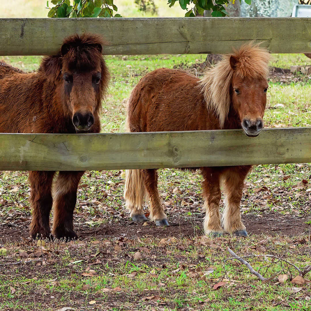 Little Shetland Pony Foal Summer Stock Photo 673427707 | Shutterstock, image size:1080x1080