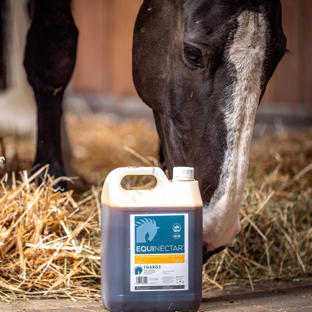 The Science of Equine Wellness: From Prevention to Gut Health Excellence