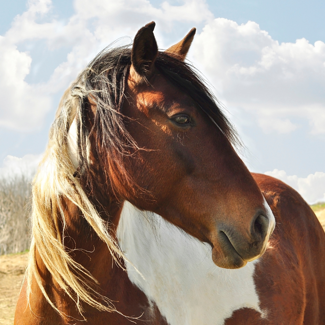 Equine Veterinary Journal – Do horses get irritable bowel syndrome?
