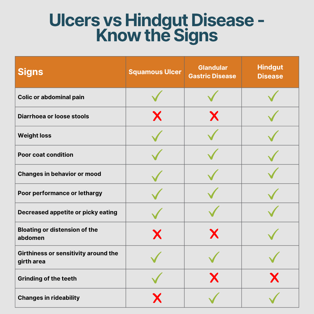 Ulcers or Hindgut Disease? Breaking Down the Connections and Contrasts