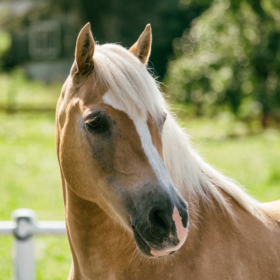 The Gut Molecules That Guard Your Horse Against Colic — And What Peer-Reviewed Science Tells Us About Them