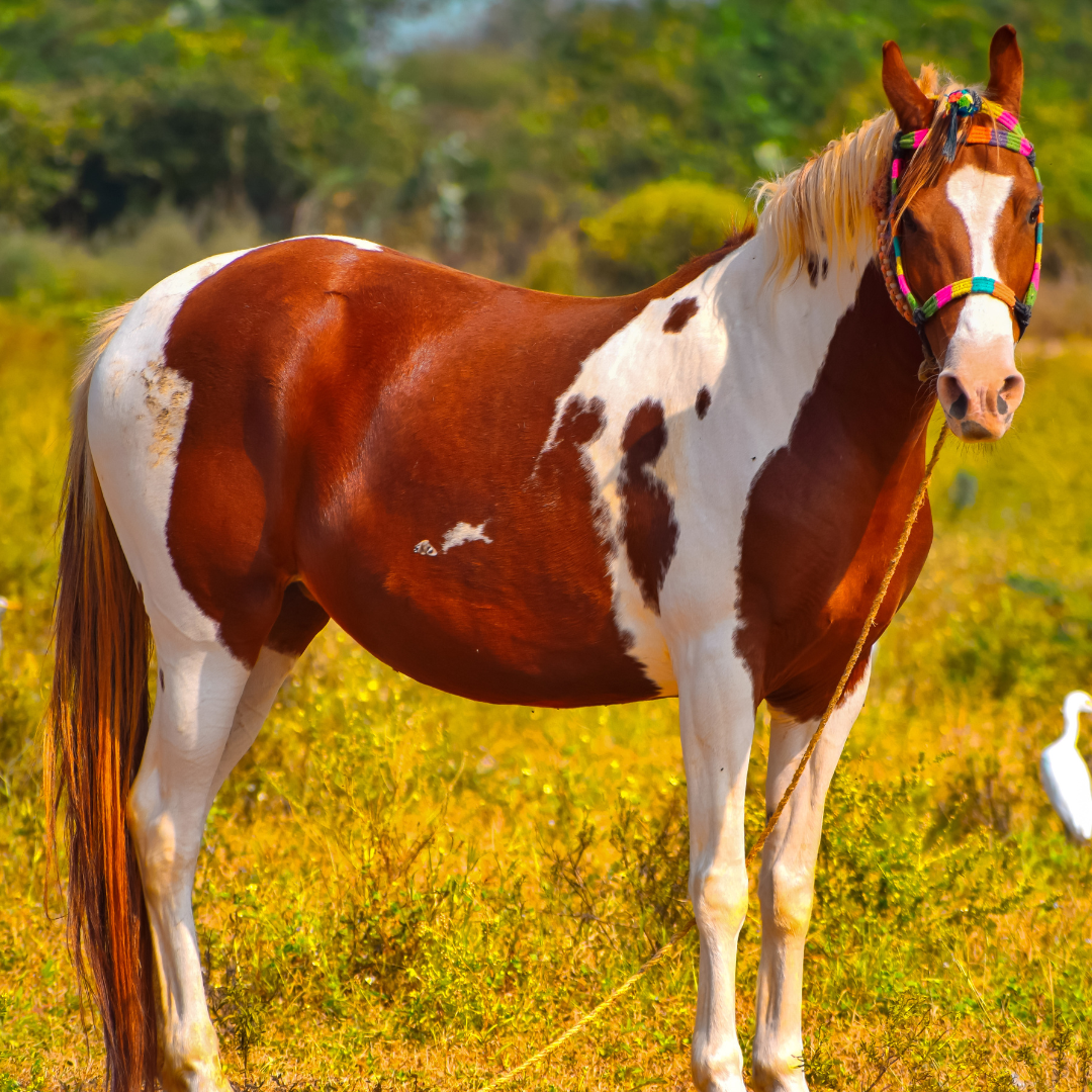 Understanding Gut Health in American Paint Horses: A Comprehensive Guide