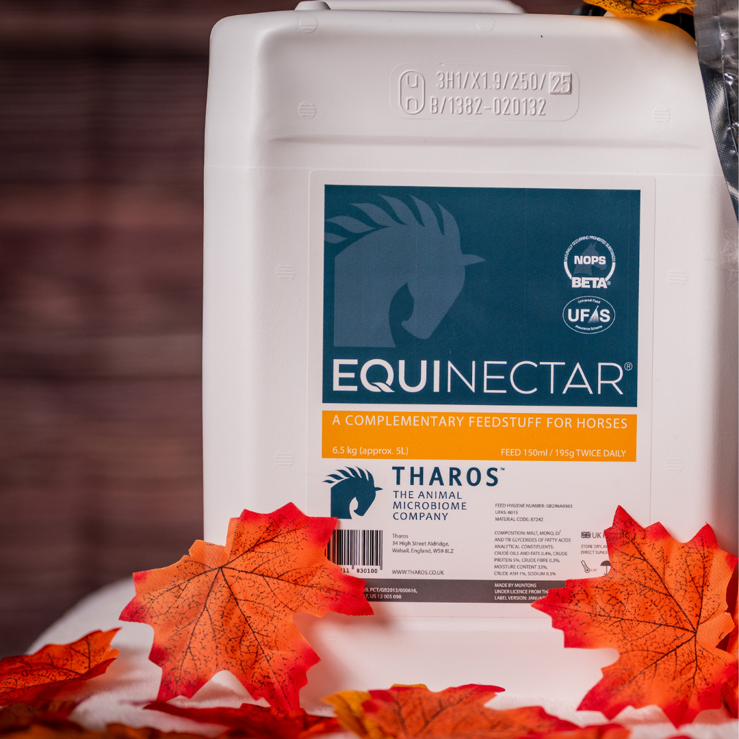 Autumn Grass Challenges for Dressage Horses: Managing the Sugar Surge with Digestive Support