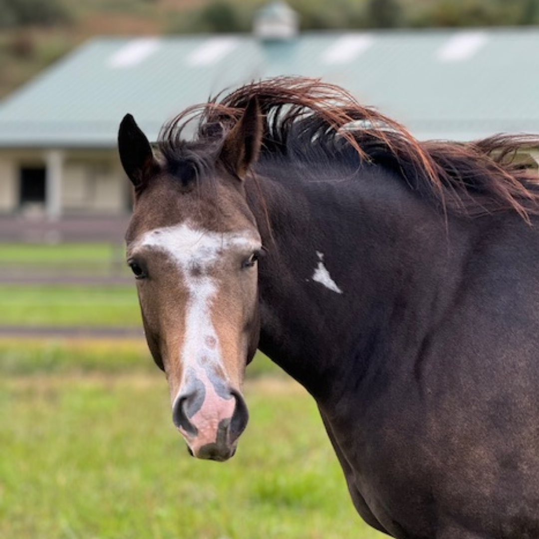 Horse of the week - GLORY B