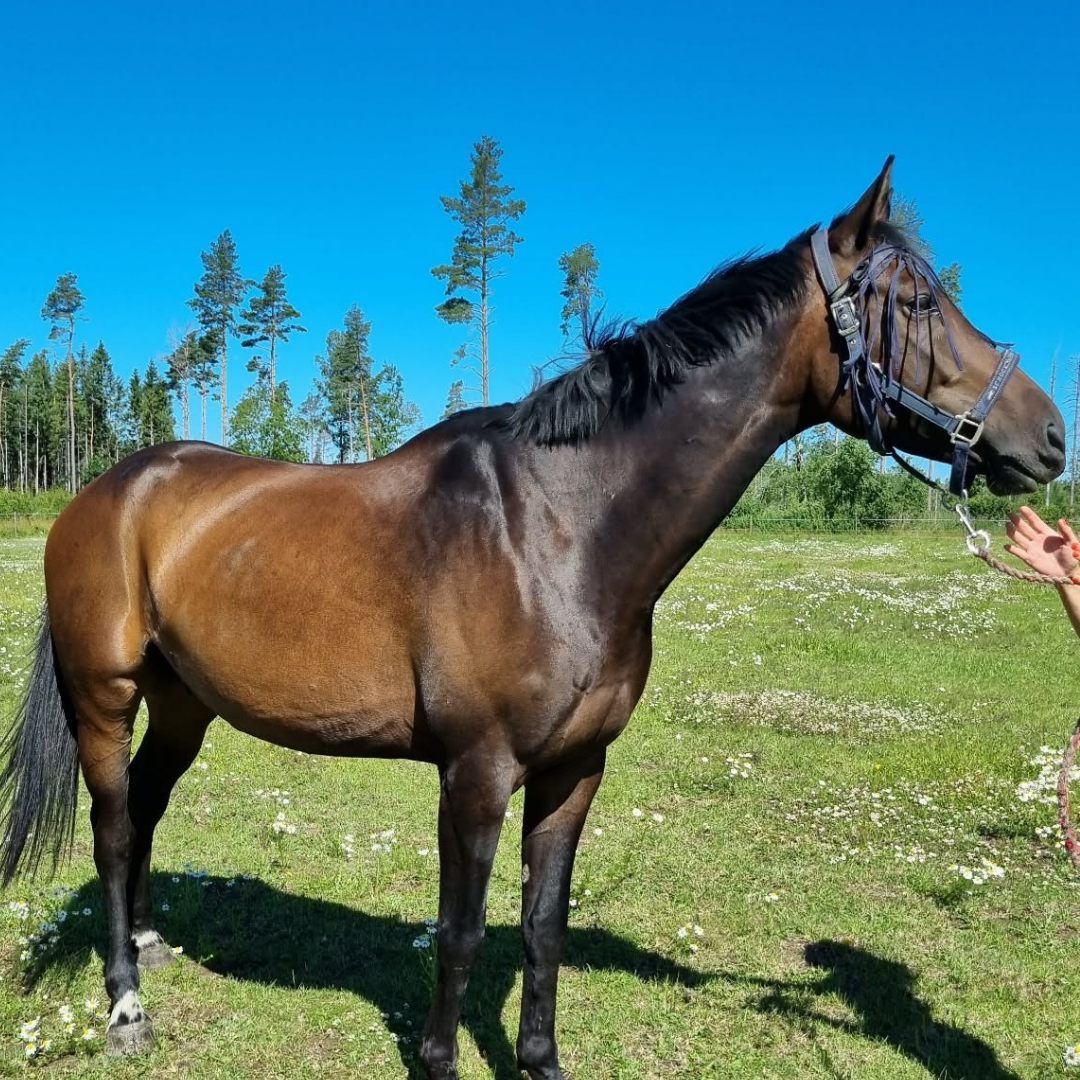 Granit's Story - EquiNectar