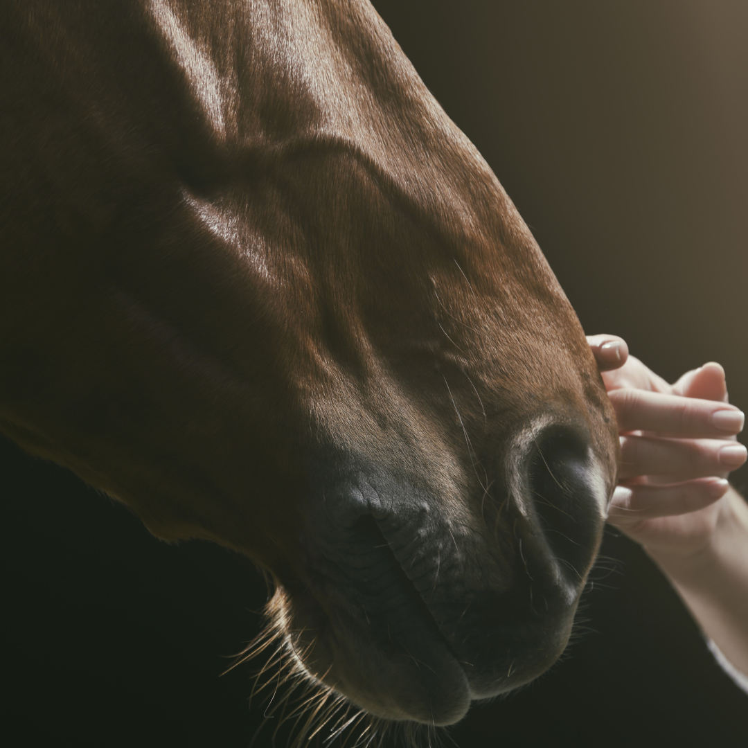 Hindgut Ulcers in Horses