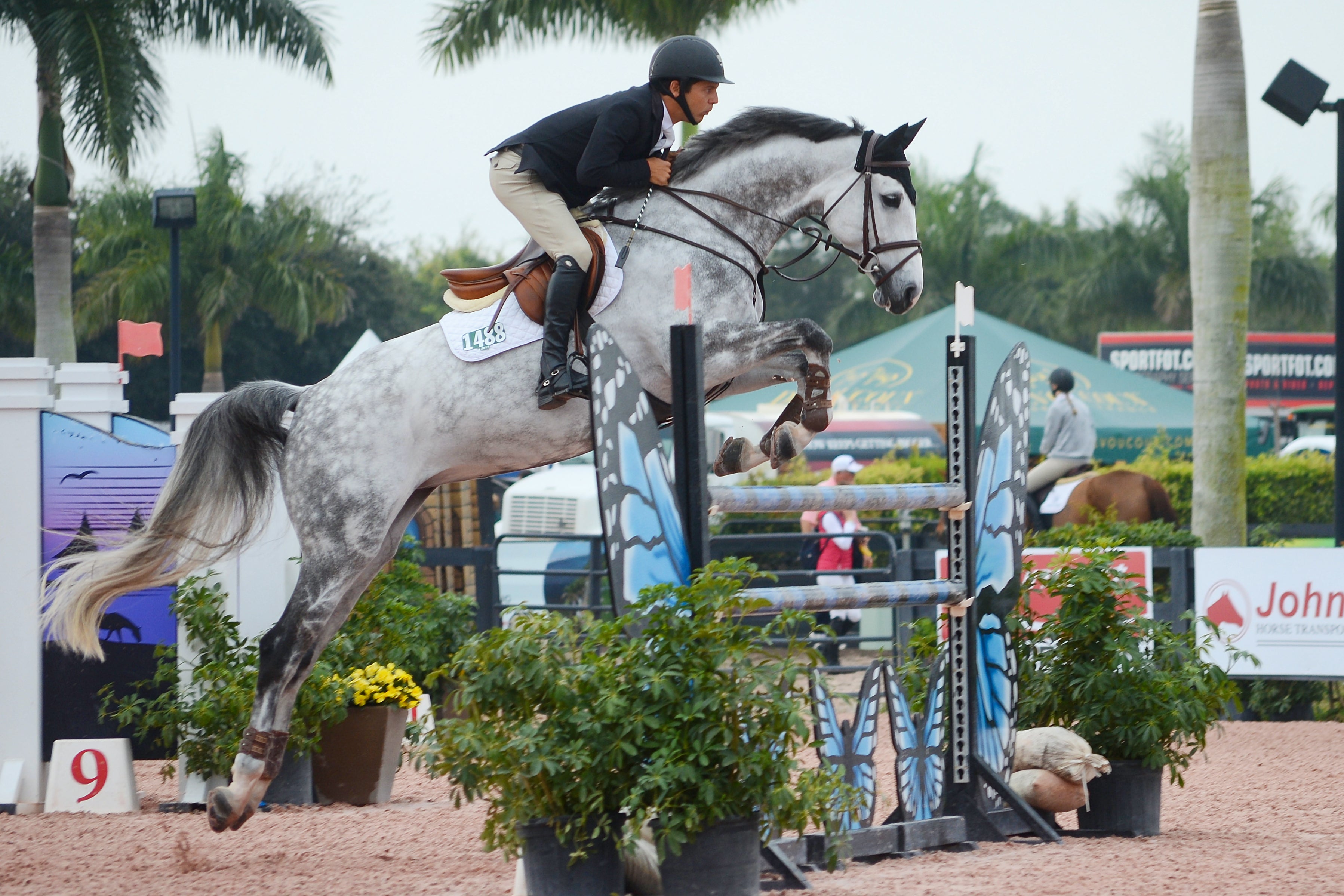 The Hidden Challenge in Show Jumping: Gastrointestinal Issues and How to Protect Your Performance Horse