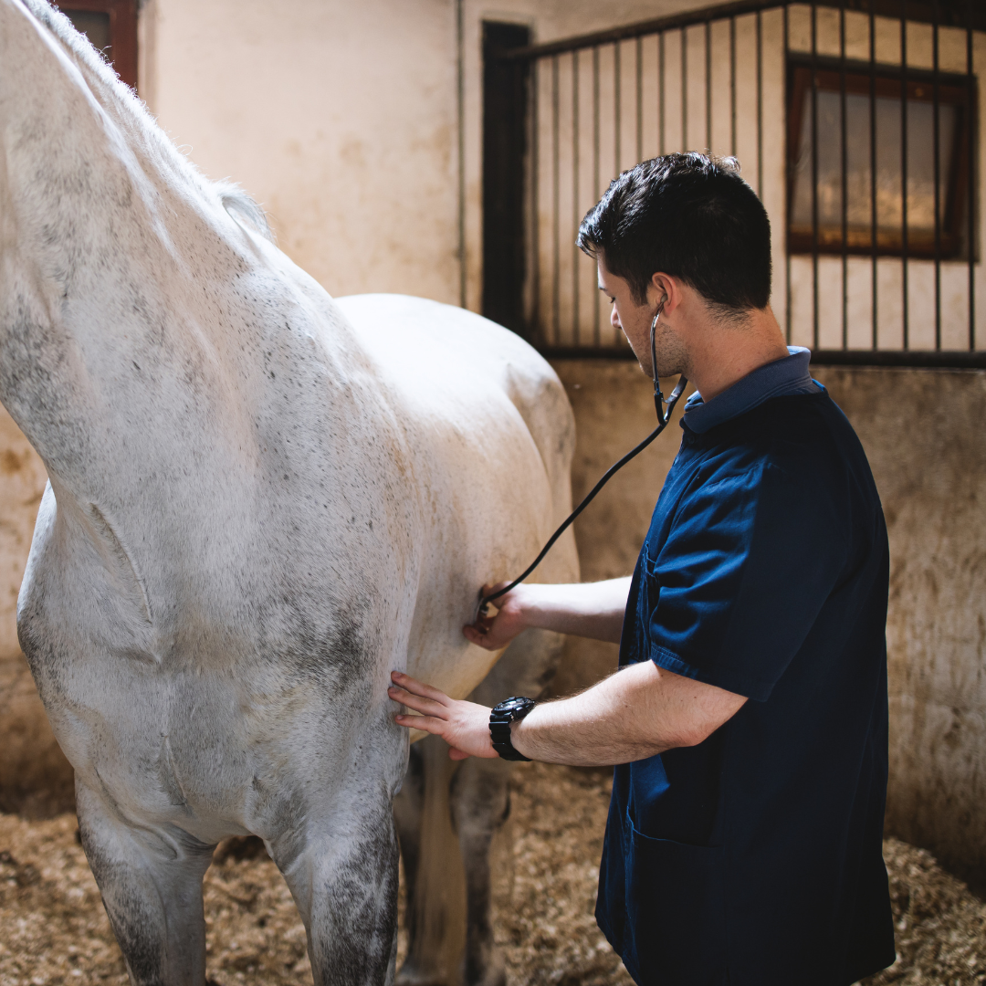 Understanding Hindgut Disease in Horses