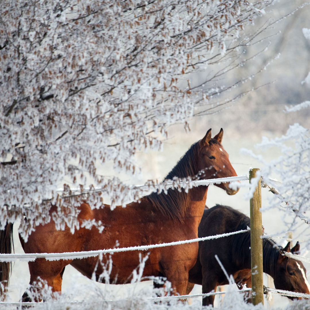 Winter Colic: How Cold Weather Increases the Risk of Digestive Issues in Horses