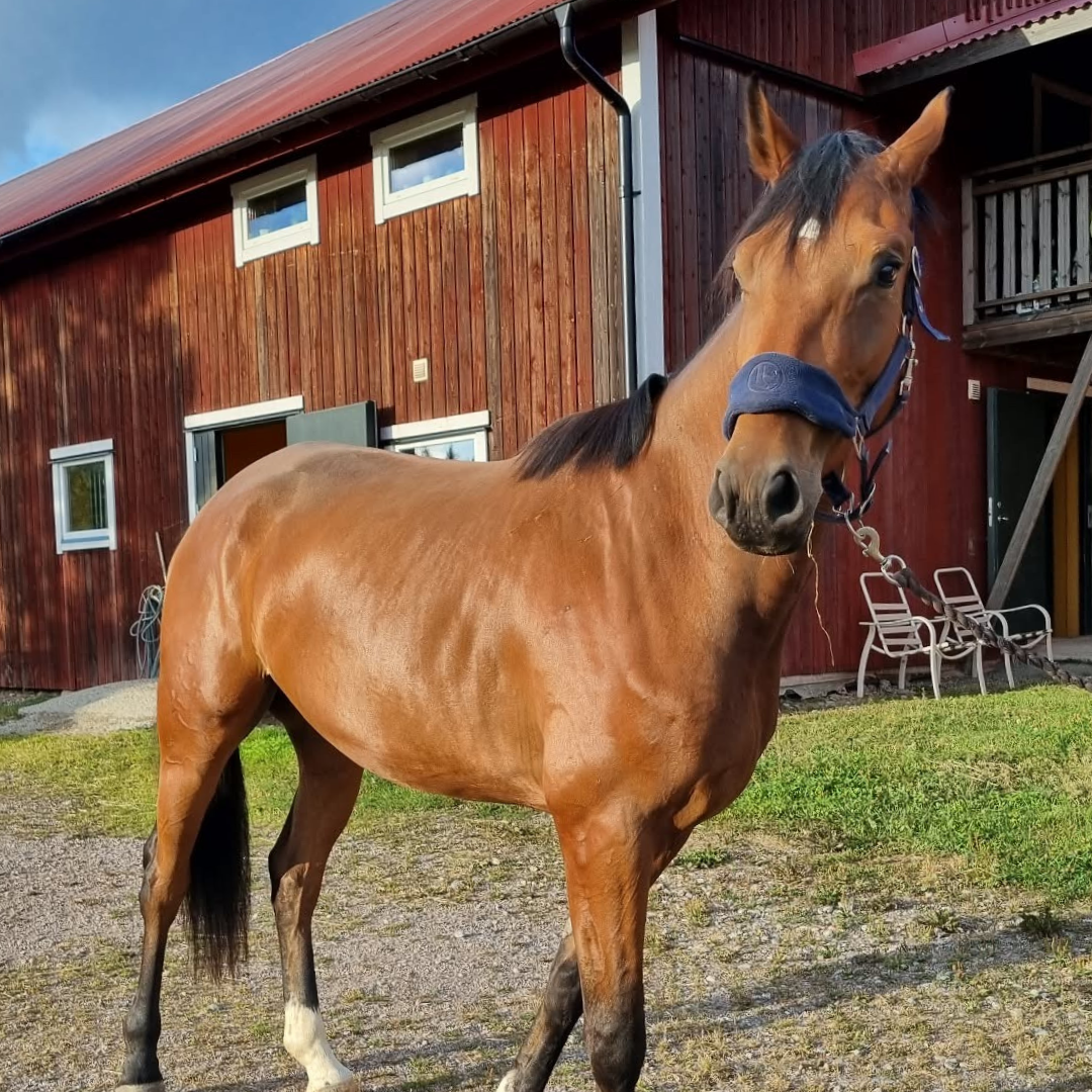 Arne's Story - EquiNectar