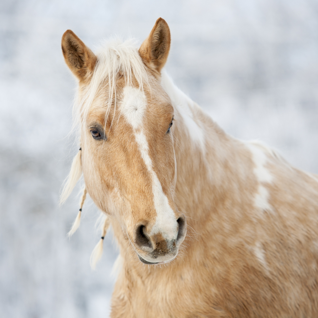 Cold Weather and Reduced Water Intake: Risks to Horse Digestive Health