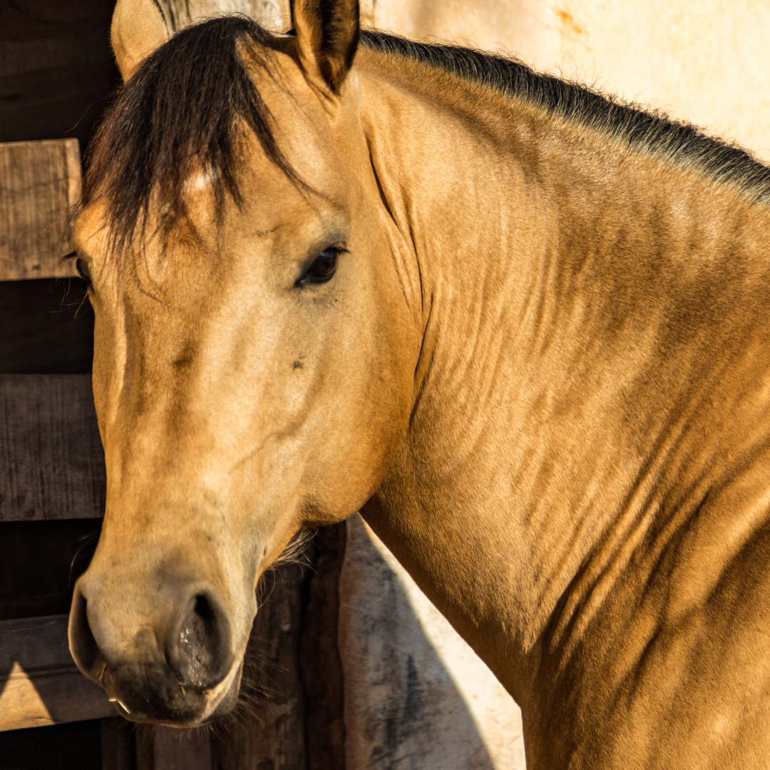 Common Gut-Related Problems in Quarter Horses: A Comprehensive Guide