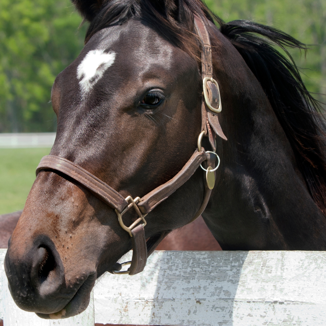 Common Gut-Related Problems in Thoroughbreds: A Comprehensive Guide