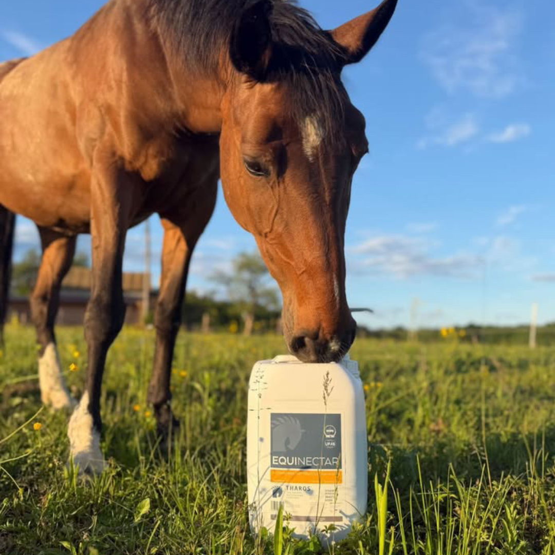 Understanding Hindgut Health in Horses: A Veterinarian’s Guide | Interview with Petra Špetlová