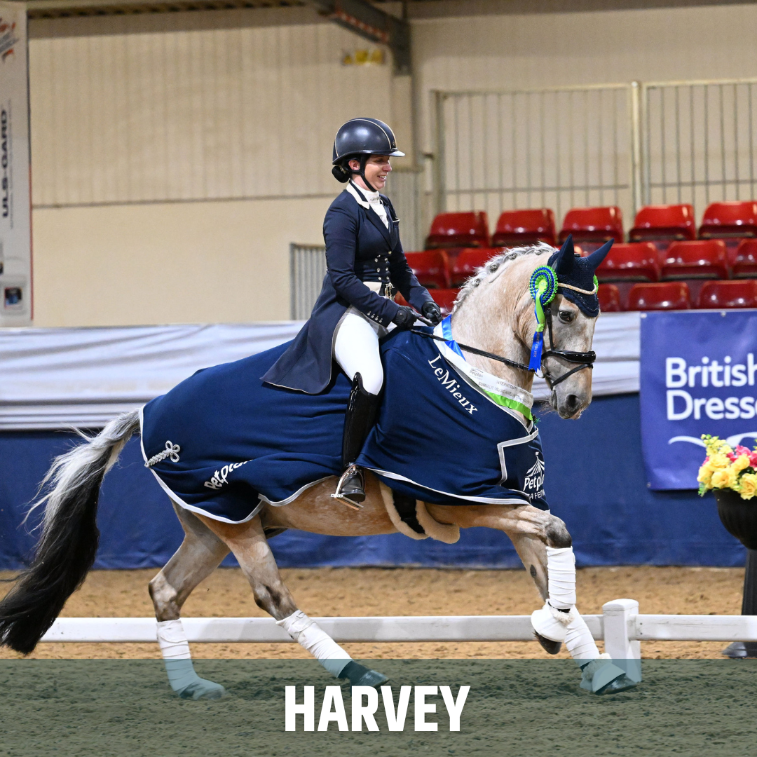 Harvey, Grand Prix dressage horse and EquiNectar customer story