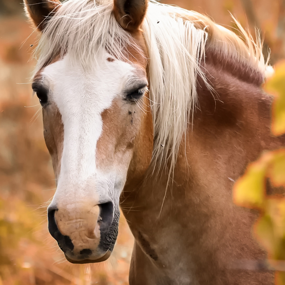 Hindgut Acidosis in Horses