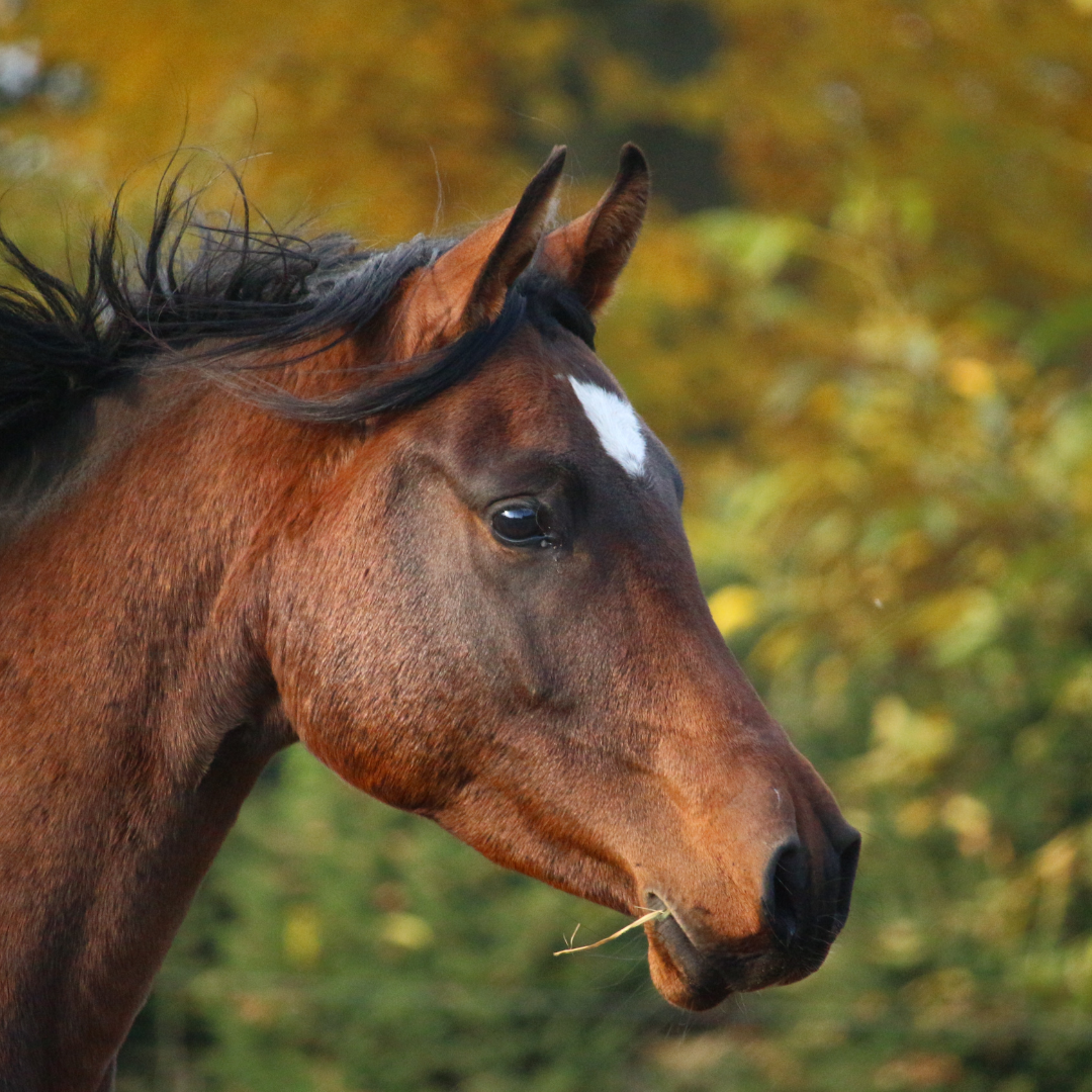 Equine Veterinary Journal – Characterisation of the faecal metabolome and microbiome of Thoroughbred racehorses