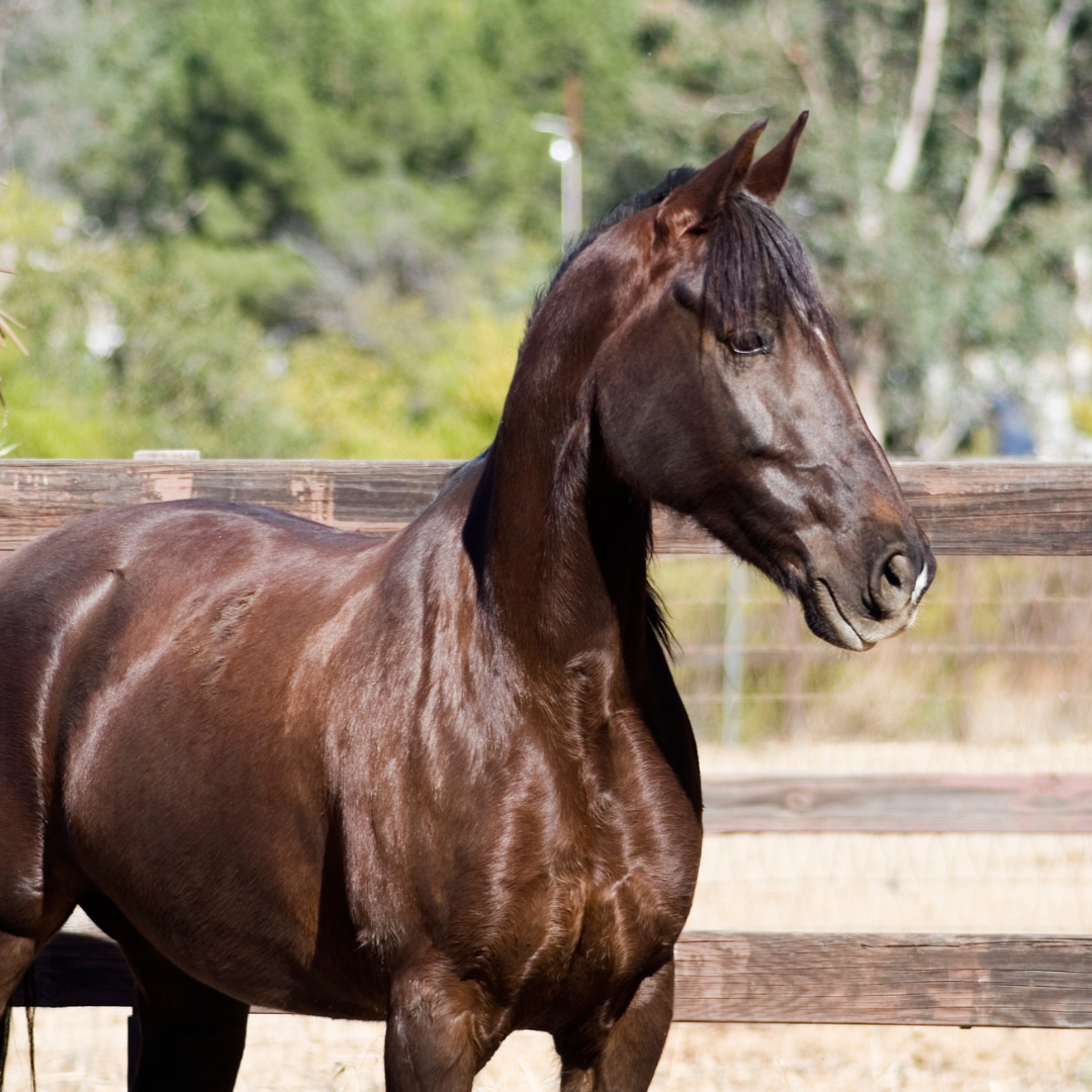 Common Gastrointestinal Issues in Tennessee Walking Horse: A Comprehensive Overview