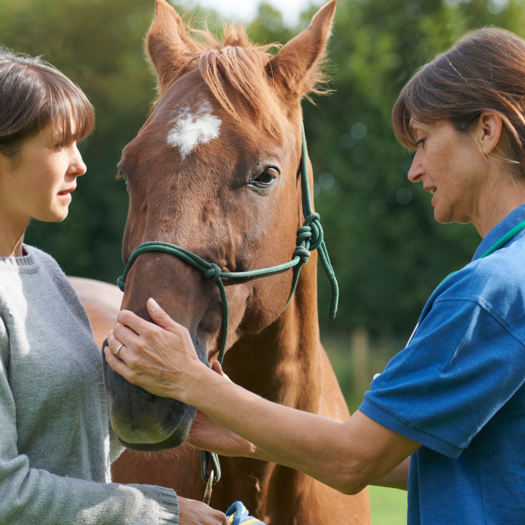 Equine Microbiome and Antibiotics