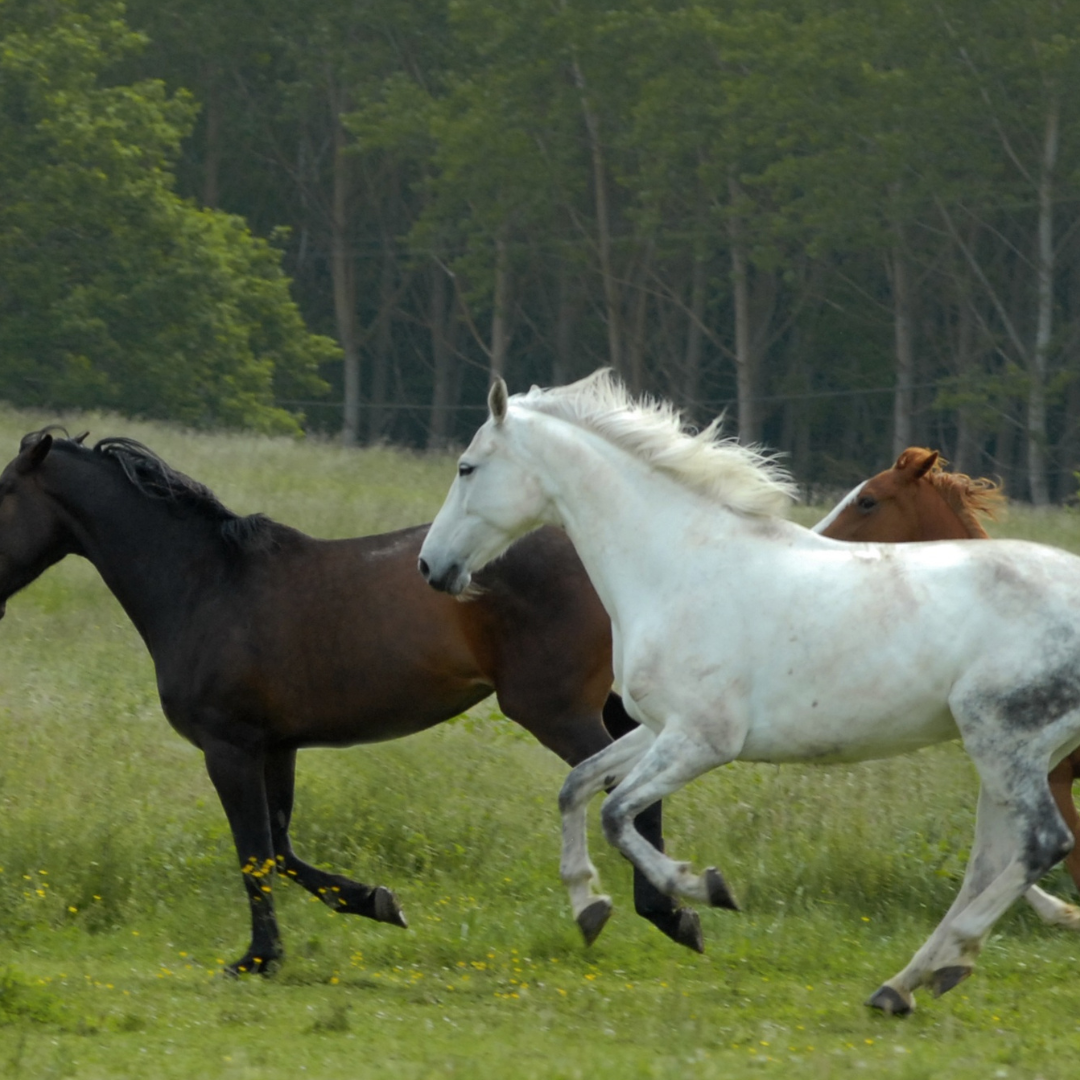 Are changes in the gut microbiome a cause or consequence of colic in horses?