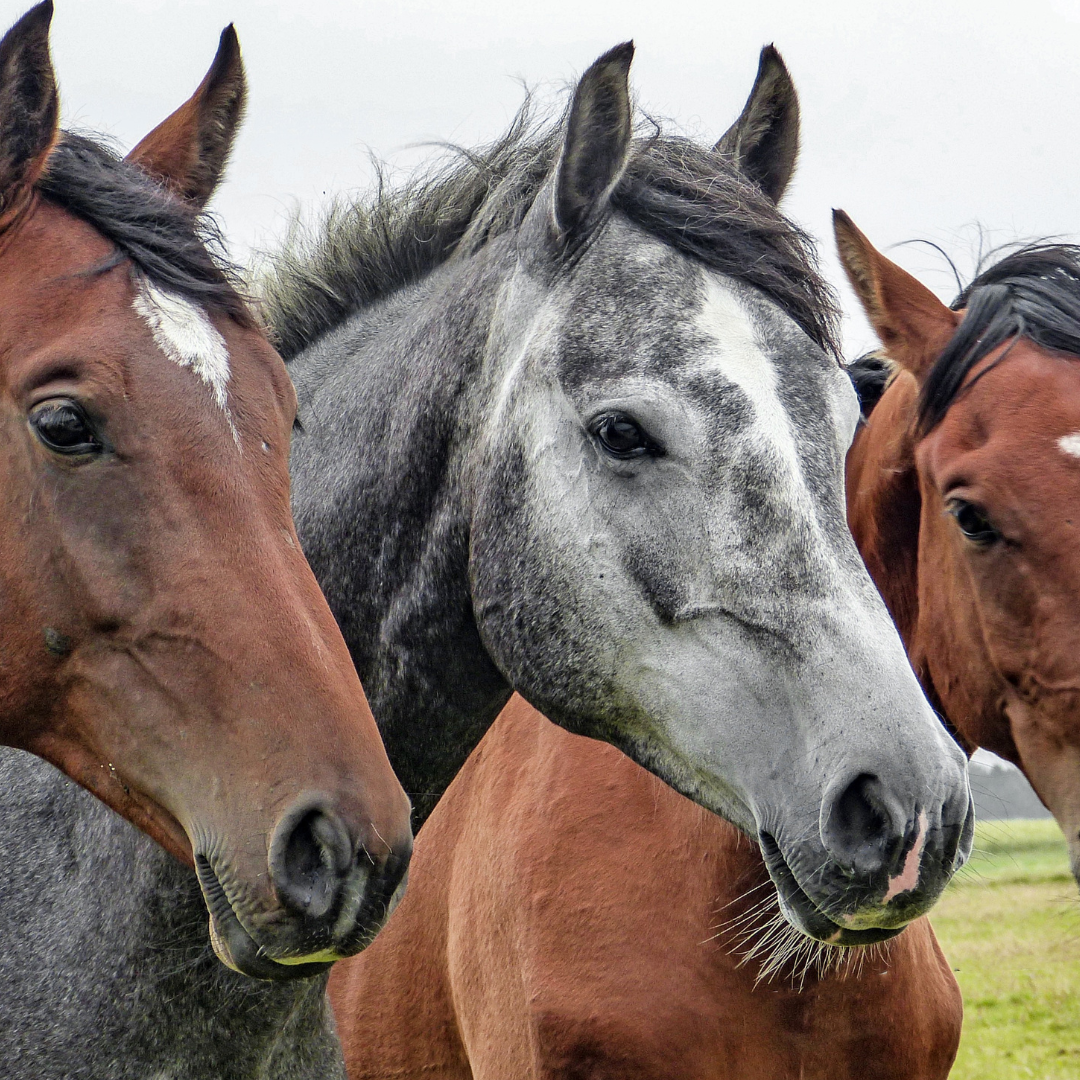 Gastric Ulcers in Horses