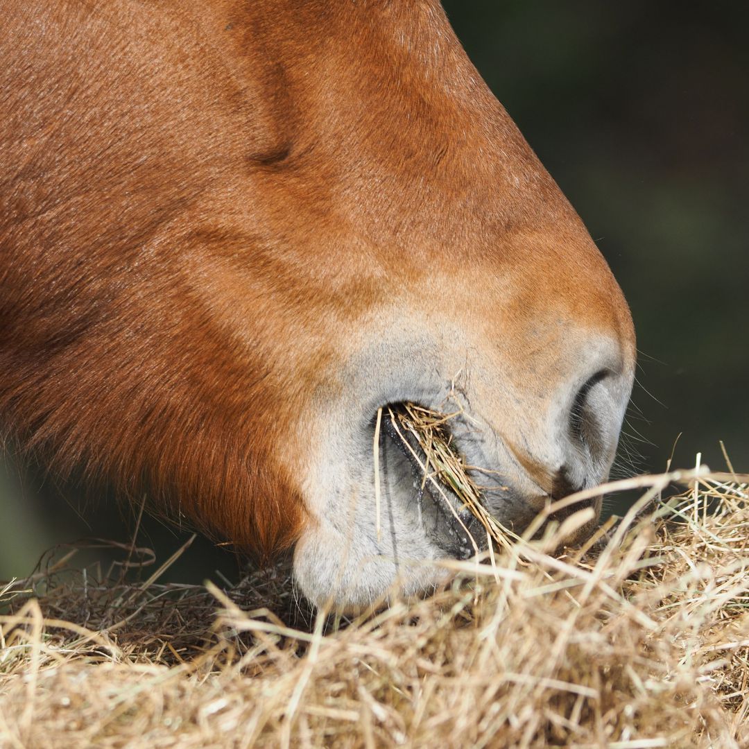 Journal of Equine Veterinary Science: The impact of feeding horses a high-fiber diet