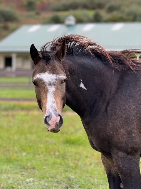 Horse of the week - GLORY B