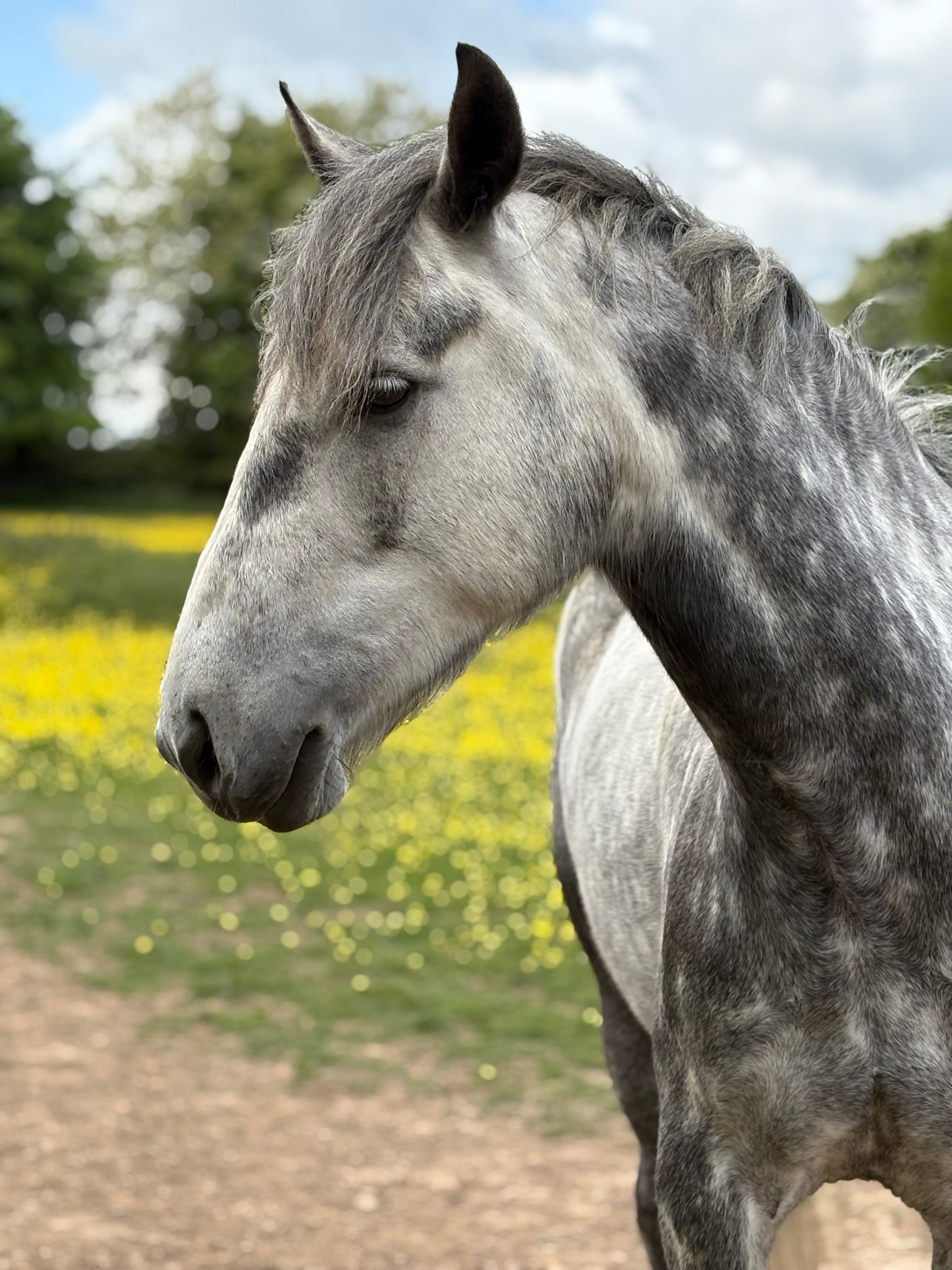 Horse of the week - FLASH