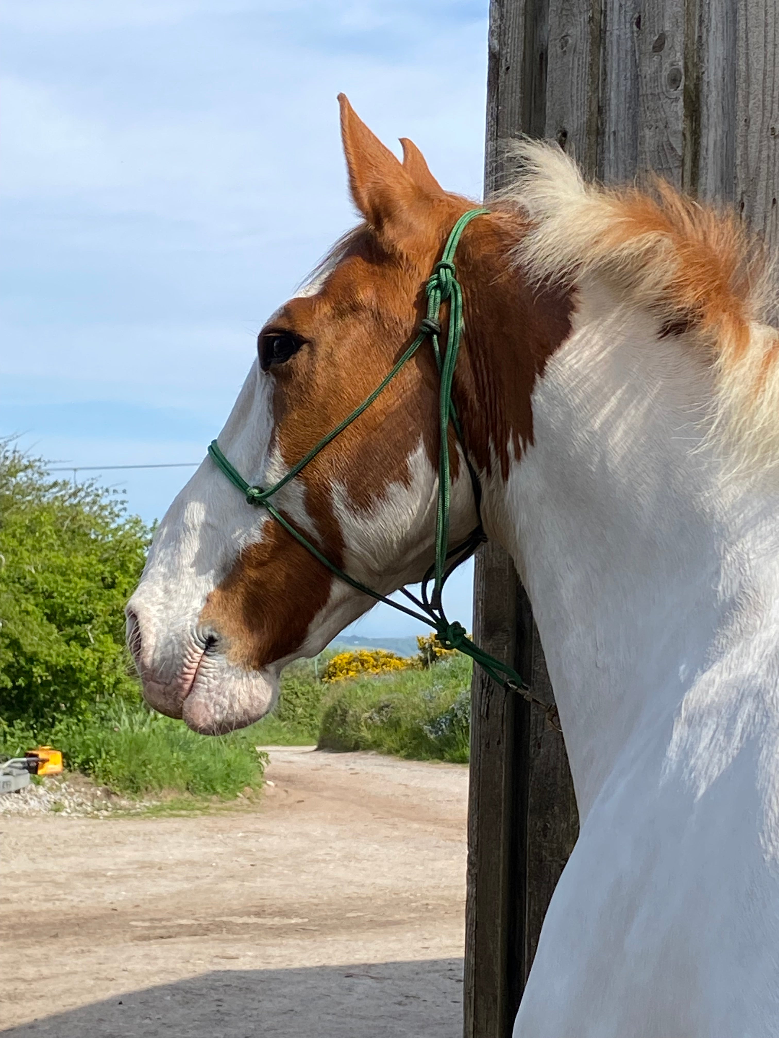 Horse of the week - KYRO
