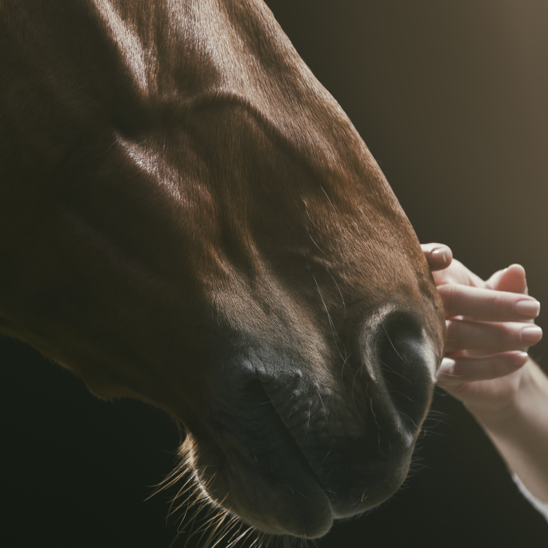 Laminitis and the microbiome- what are the links?