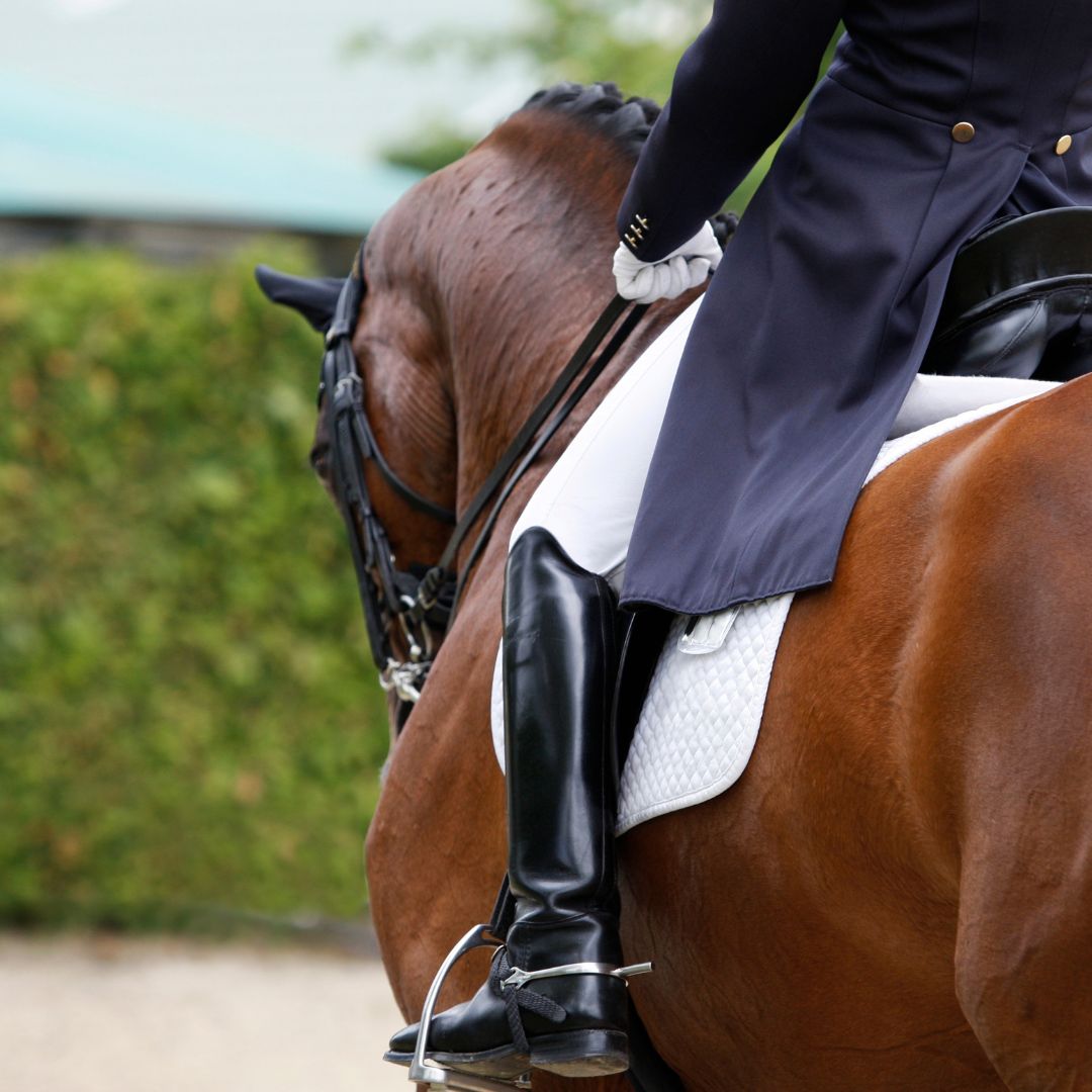 Common Gastrointestinal Issues in Warmblood Sport Horses: A Comprehensive Overview