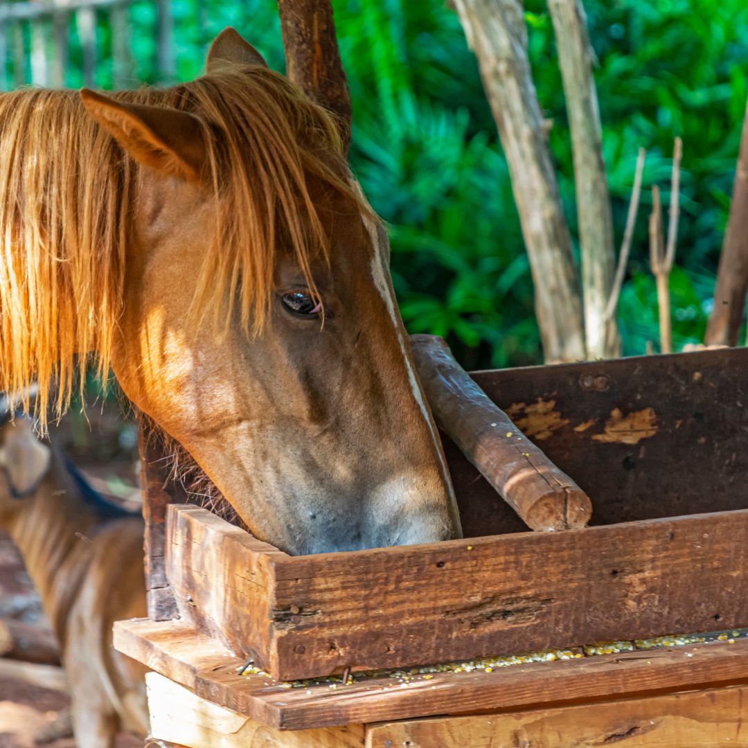 Understanding and Managing Equine Obesity