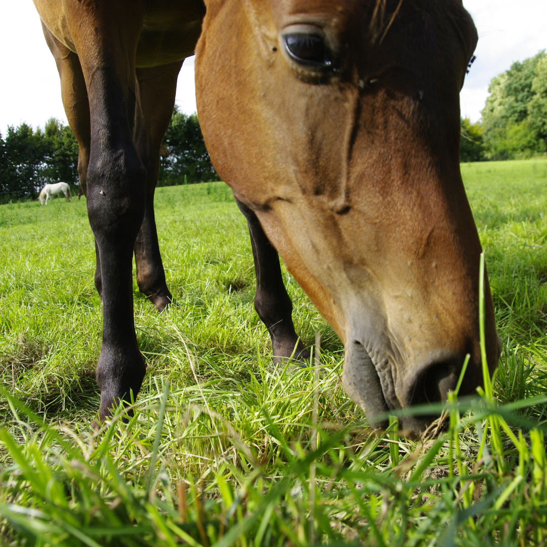 Restricting grazing for overweight and grass affected horses