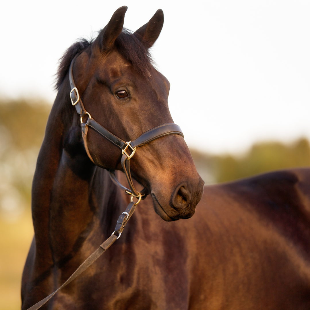 Why does eating grass make my horse irritable?