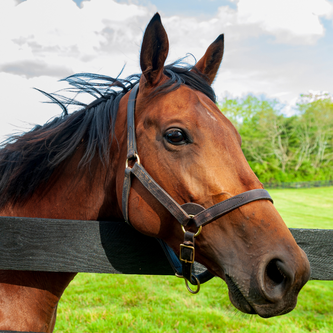 Study on Horse Manure and Colic