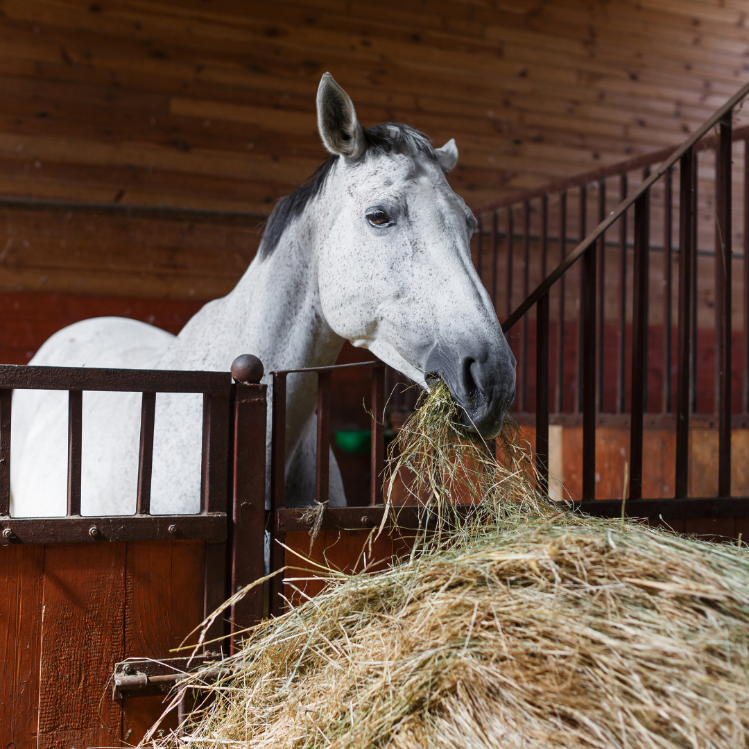 How your horse processes its feed and the issue of undigested starch