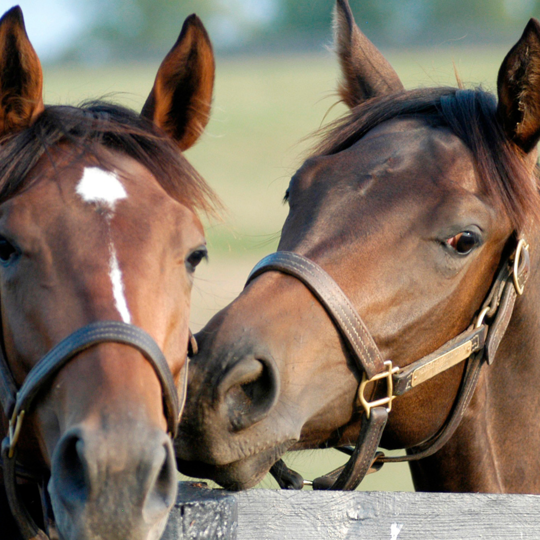 Comparing Thoroughbreds and Quarter Horses in Terms of Gut Health