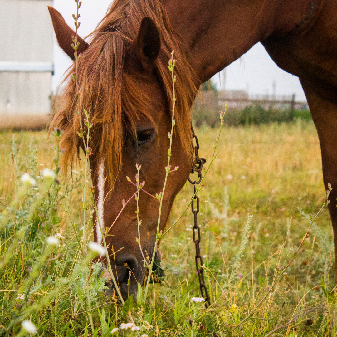 Underweight Horses: Tips and Strategies