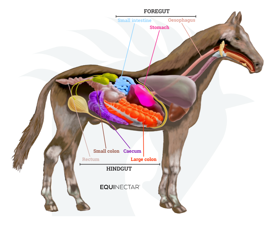 Diagram of the equine digestive system
